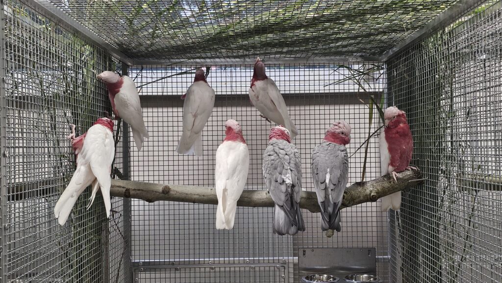 Kakadu růžový mutace lutino a další barevné varianty. Foto: Jan Potůček, Ararauna.cz