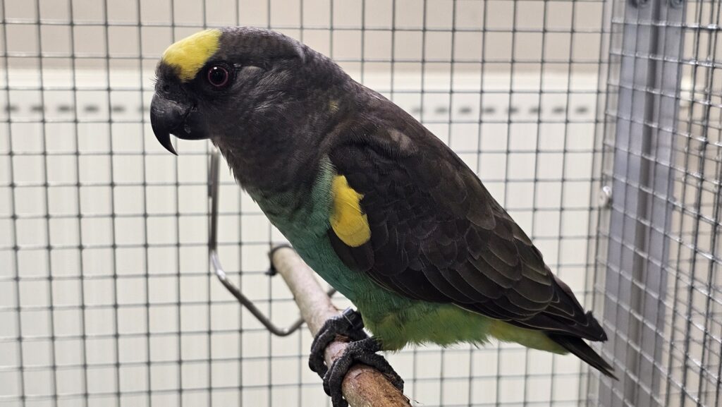 Papoušek žlutotemenný. Foto: Jan Potůček, Ararauna.cz
