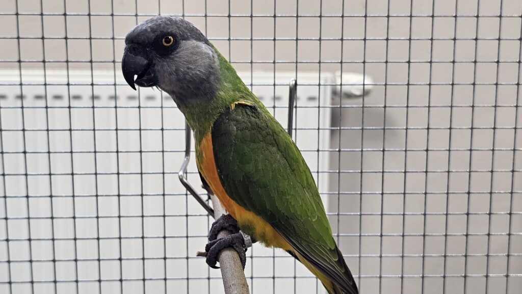 Papoušek senegalský. Foto: Jan Potůček, Ararauna.cz