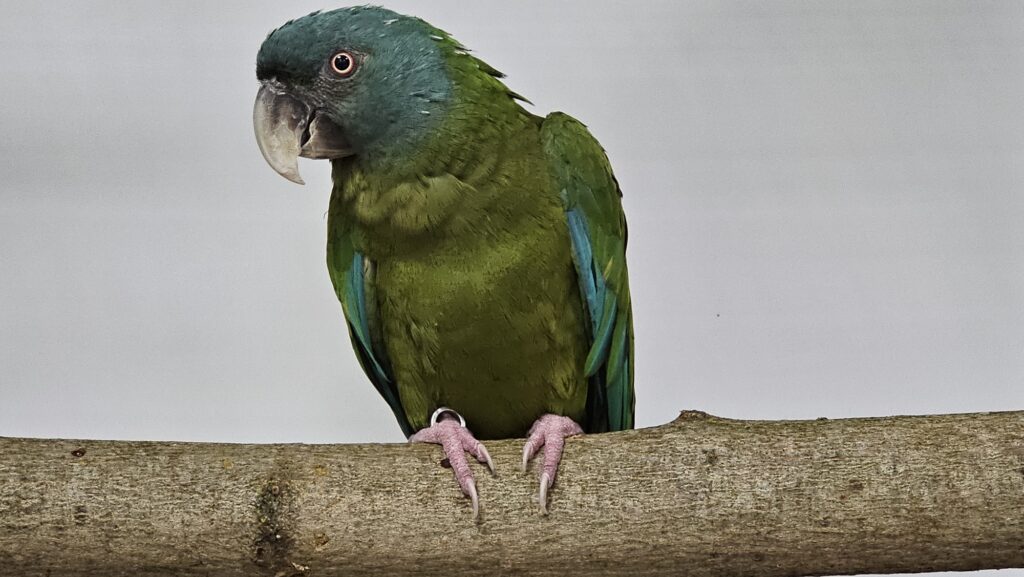 Ara horský. Foto: Jan Potůček, Ararauna.cz