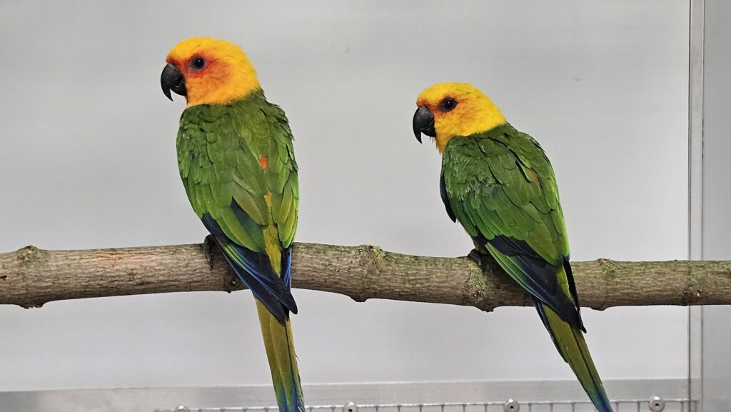 Aratinga jendaj. Foto: Jan Potůček, Ararauna.cz