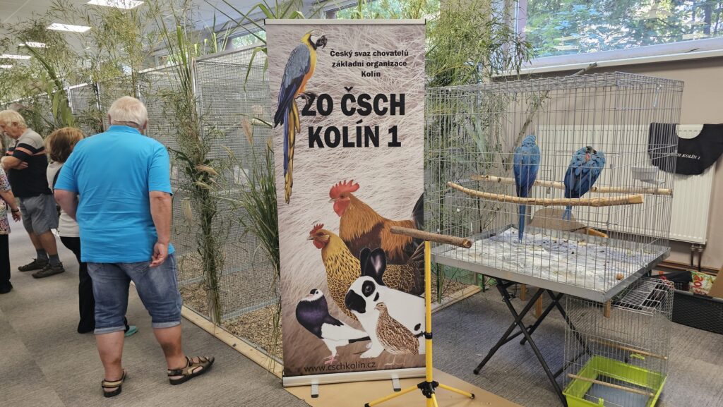 Nechyběly ani ochočené ararauny od ZO ČSCH Kolín I. Foto: Jan Potůček, Ararauna.cz