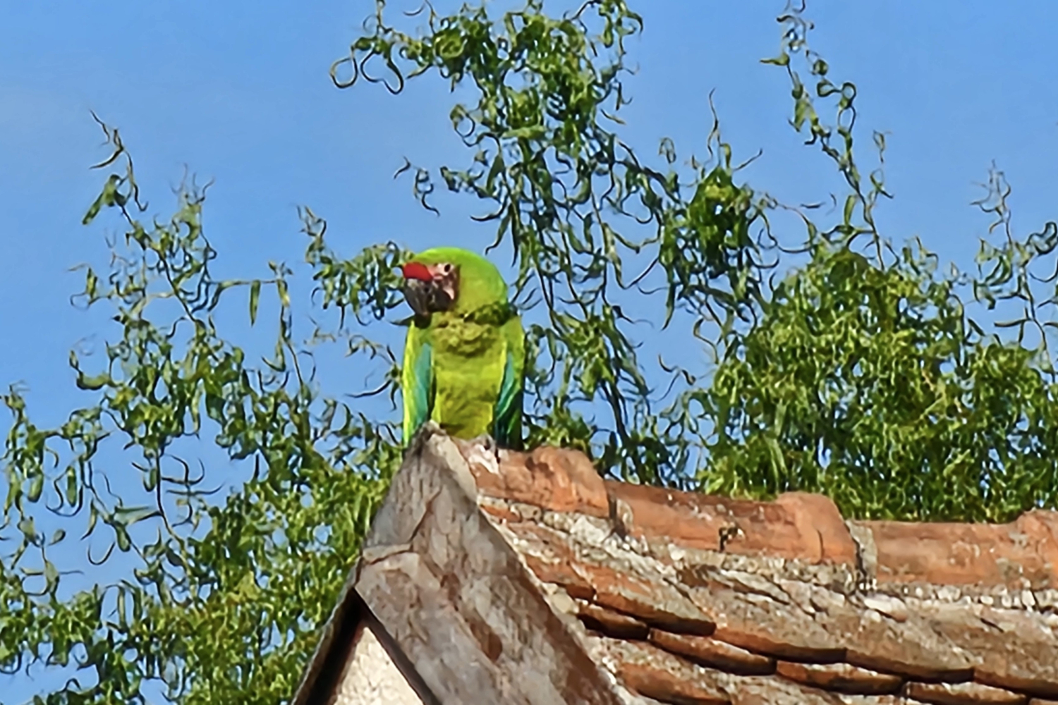 Samice ary zeleného na střeše. Foto: Jan Potůček, Ararauna.cz