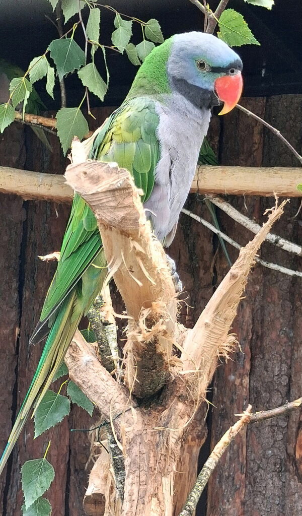 Alexandr čínský. Foto: Zoo Hodonín