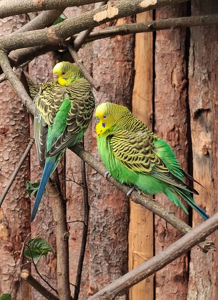 Andulka vlnkovaná. Foto: Zoo Hodonín