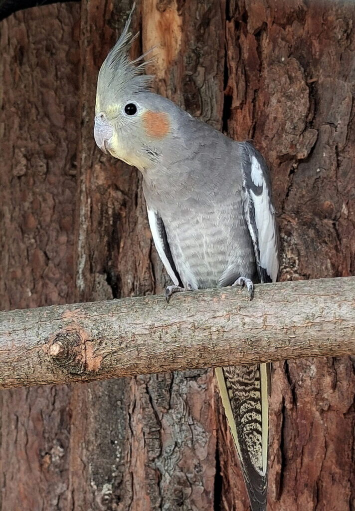 Korela chocholatá. Foto: Zoo Hodonín