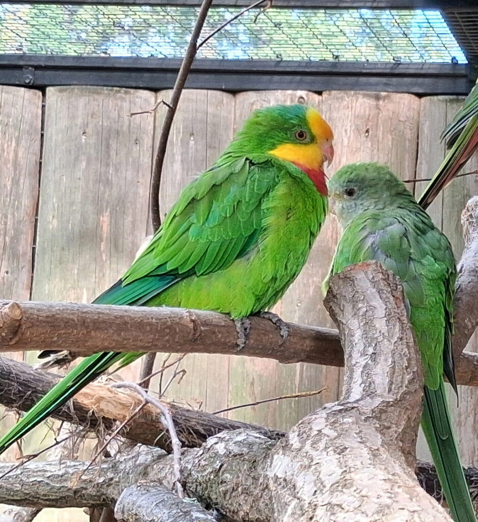 Papoušek nádherný. Foto: Zoo Hodonín