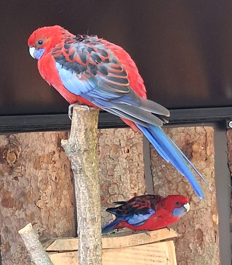 Rosela penant. Foto: Zoo Hodonín