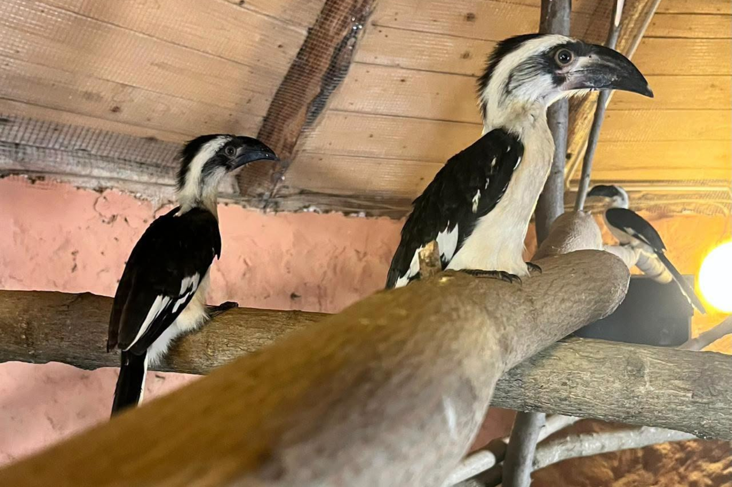 Zoo Brno hlásí odchov dvou mláďat toků Deckenových, už jsou ve veřejné expozici