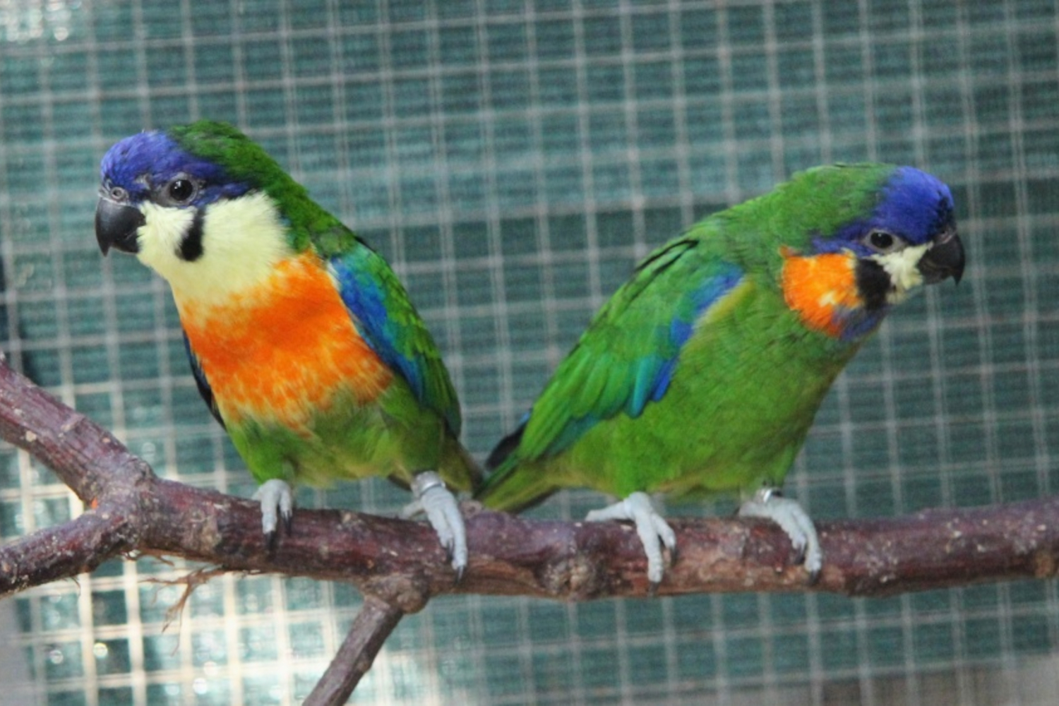 Chovný pár loríčků oranžovoprsých. Foto: Antonín Vaidl, Zoo Praha