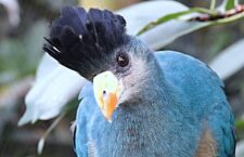 Turako velký patří mezi výrazné africké ptáky. Foto: Zoo Zlín