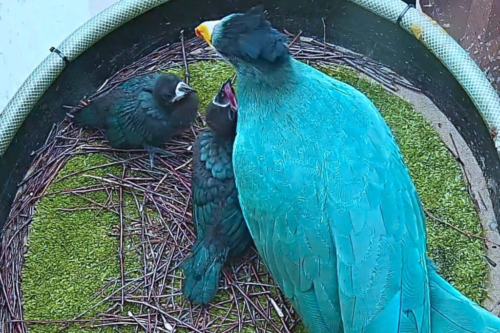 První tři mláďata turak velkých zoo odchovala ručně, dvě z druhé snůšky nechala u rodičů. Foto: Zoo Zlín