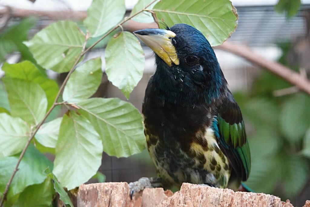 Na světě chovají vousáky velké jen čtyři instituce, pouze Zoo Zlín se ale letos raduje z odchovaného mláděte. Foto: Zoo Zlín