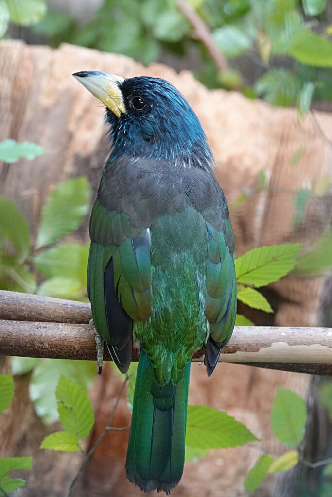 Vousák velký, jehož domovinou je jihovýchodní Asie, svým způsobem života připomíná naše datly a strakapoudy. Foto: Zoo Zlín